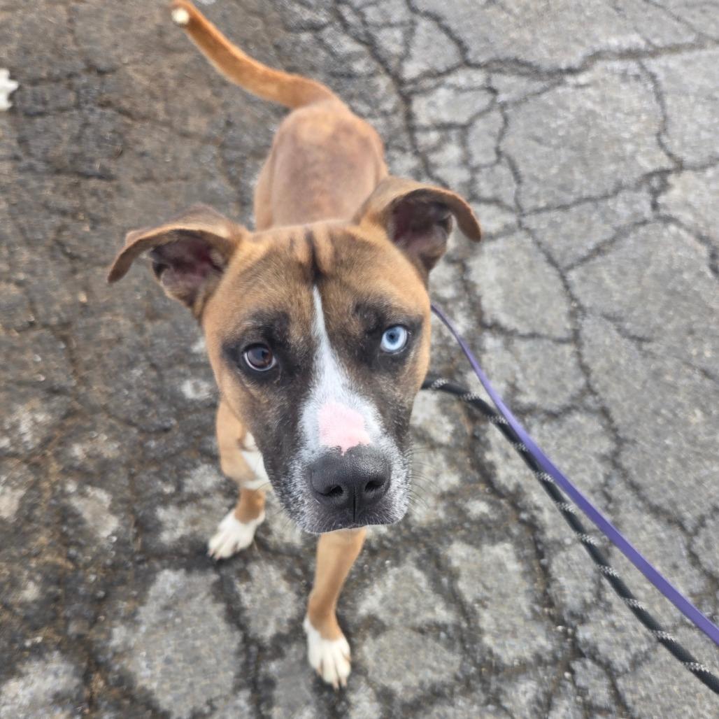 Enlarge Dale, a Adoptable Mixed Breed in Ballston Spa, NY image 4/6