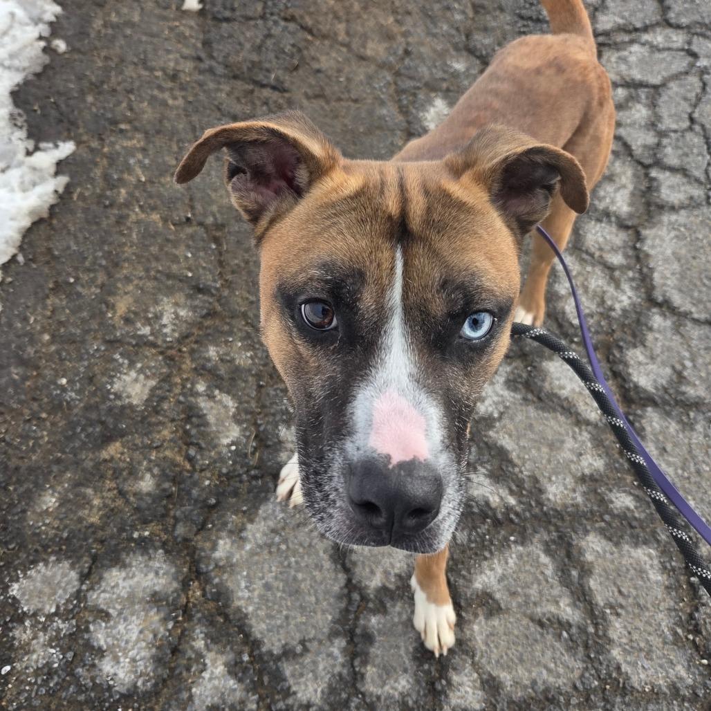 Enlarge Dale, a Adoptable Mixed Breed in Ballston Spa, NY image 5/6