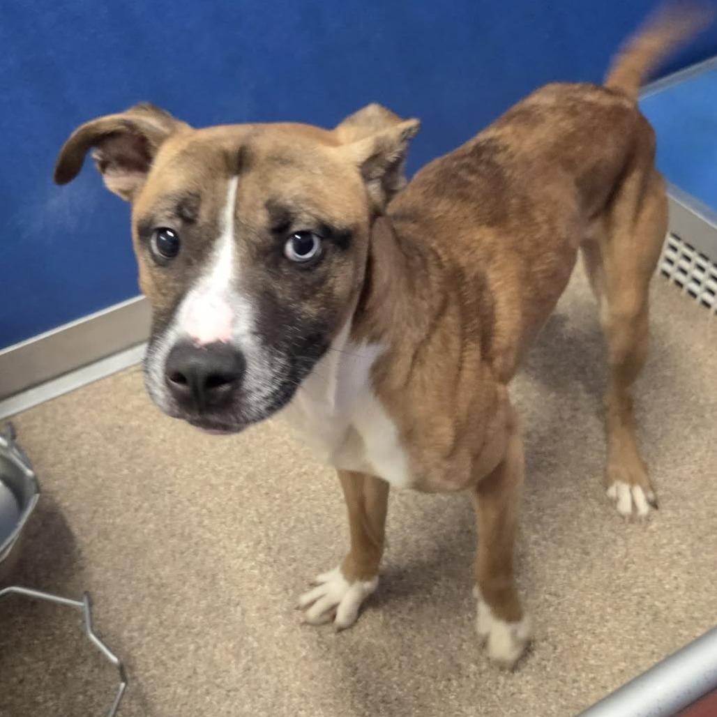 Enlarge Dale, a Adoptable Mixed Breed in Ballston Spa, NY image 6/6