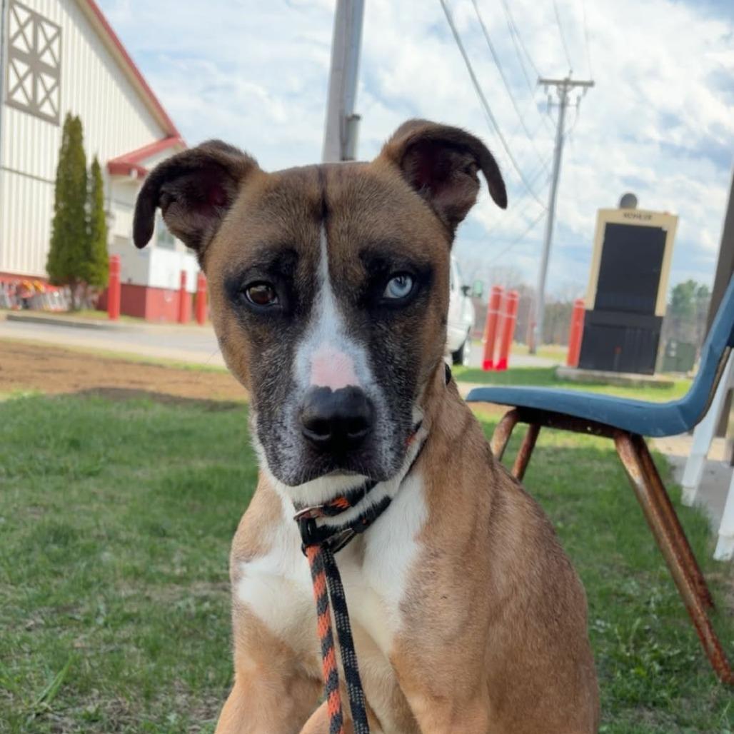 Enlarge Dale, a Adoptable Mixed Breed in Ballston Spa, NY image 6/6