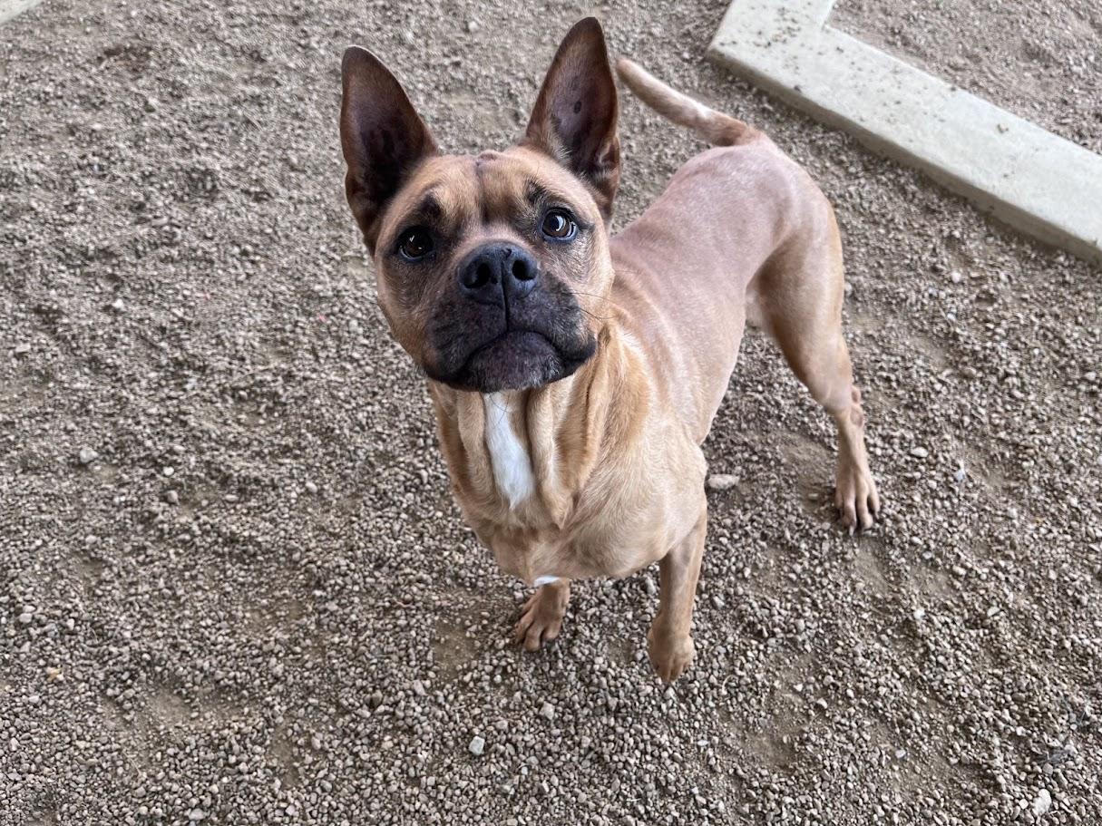 Enlarge Willow* A144971, an adoptable mixed breed in Plano, TX image 5/5