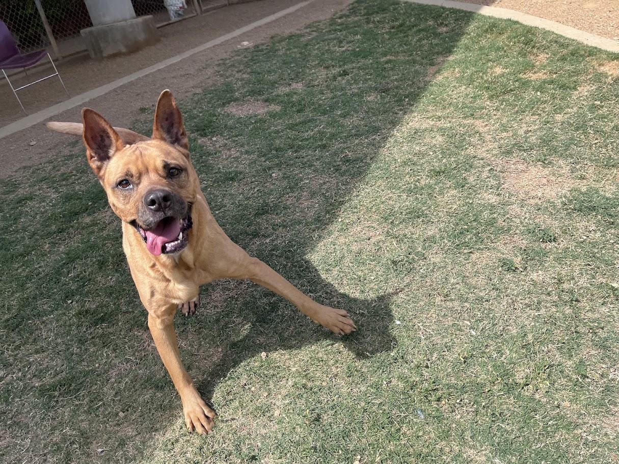 Enlarge Willow* A144971, an adoptable mixed breed in Plano, TX image 2/5