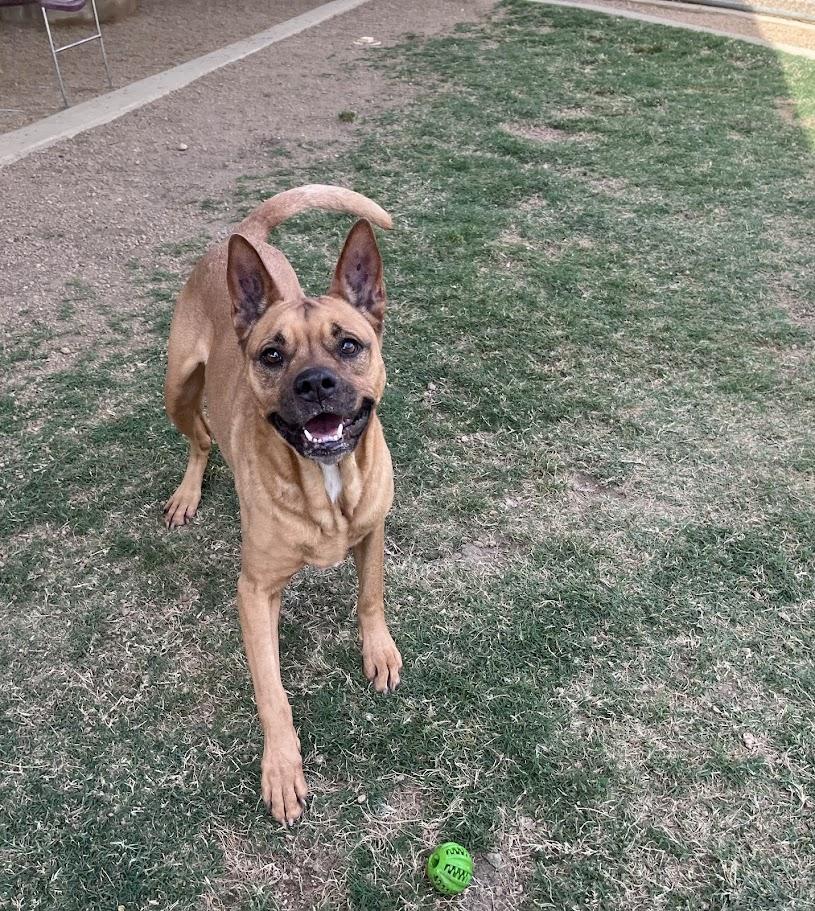 Willow* A144971, adoptable, Adult Female German Shepherd Dog.