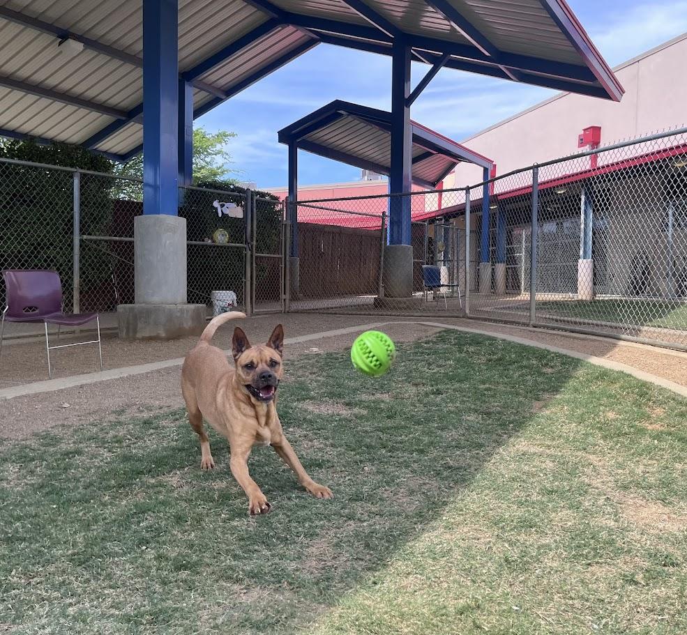 Enlarge Willow* A144971, an adoptable mixed breed in Plano, TX image 3/5