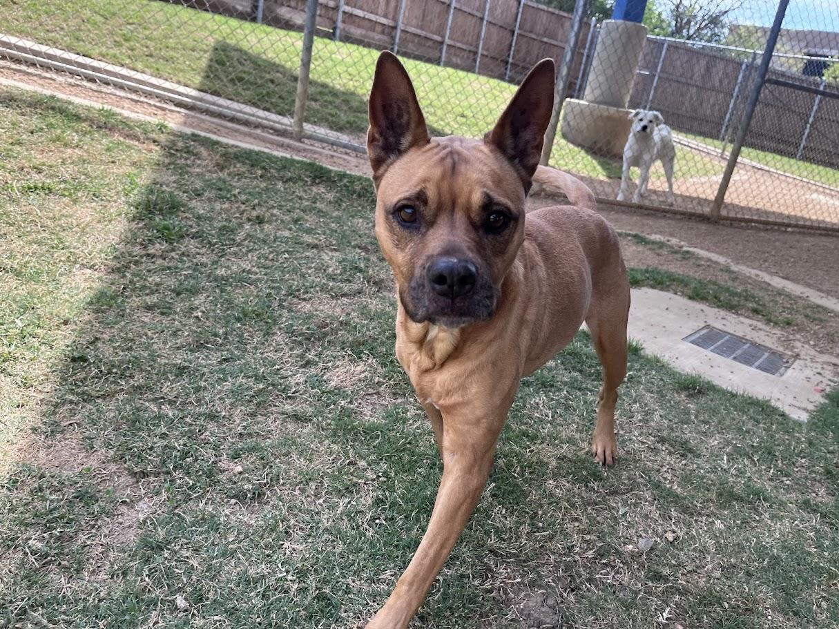 Enlarge Willow* A144971, an adoptable mixed breed in Plano, TX image 4/5