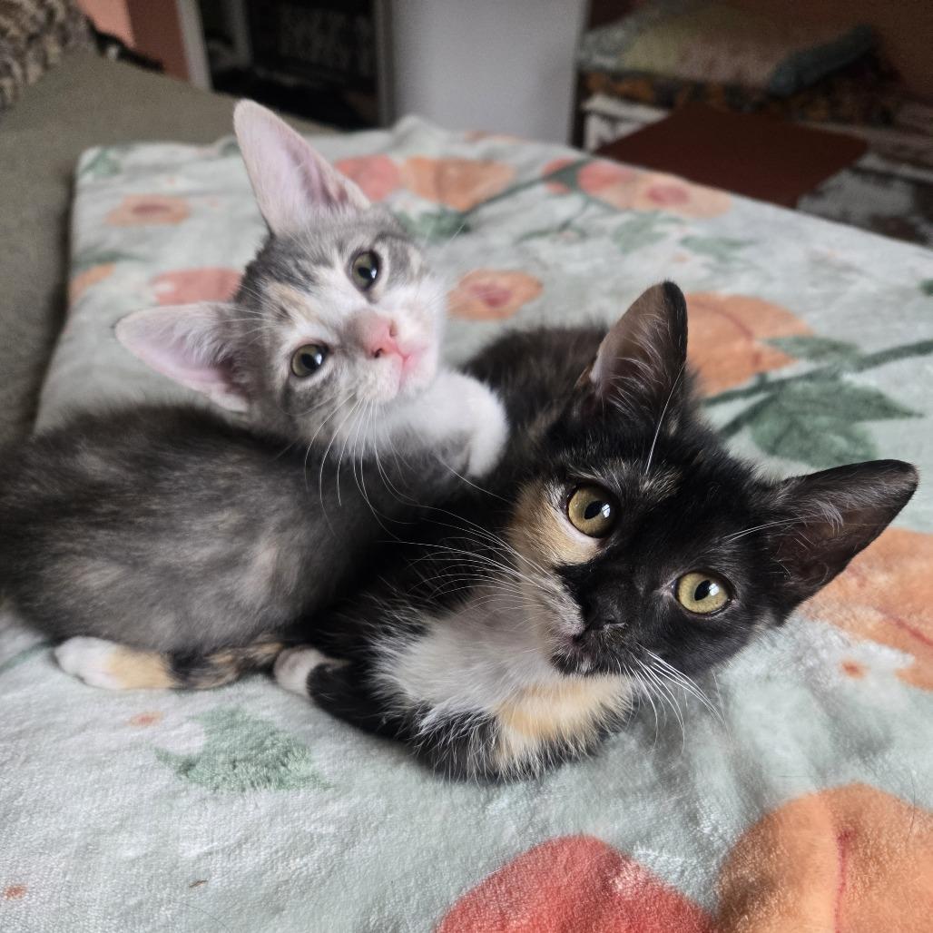 Cashew, Adoptable, Kitten Female Domestic Short Hair.