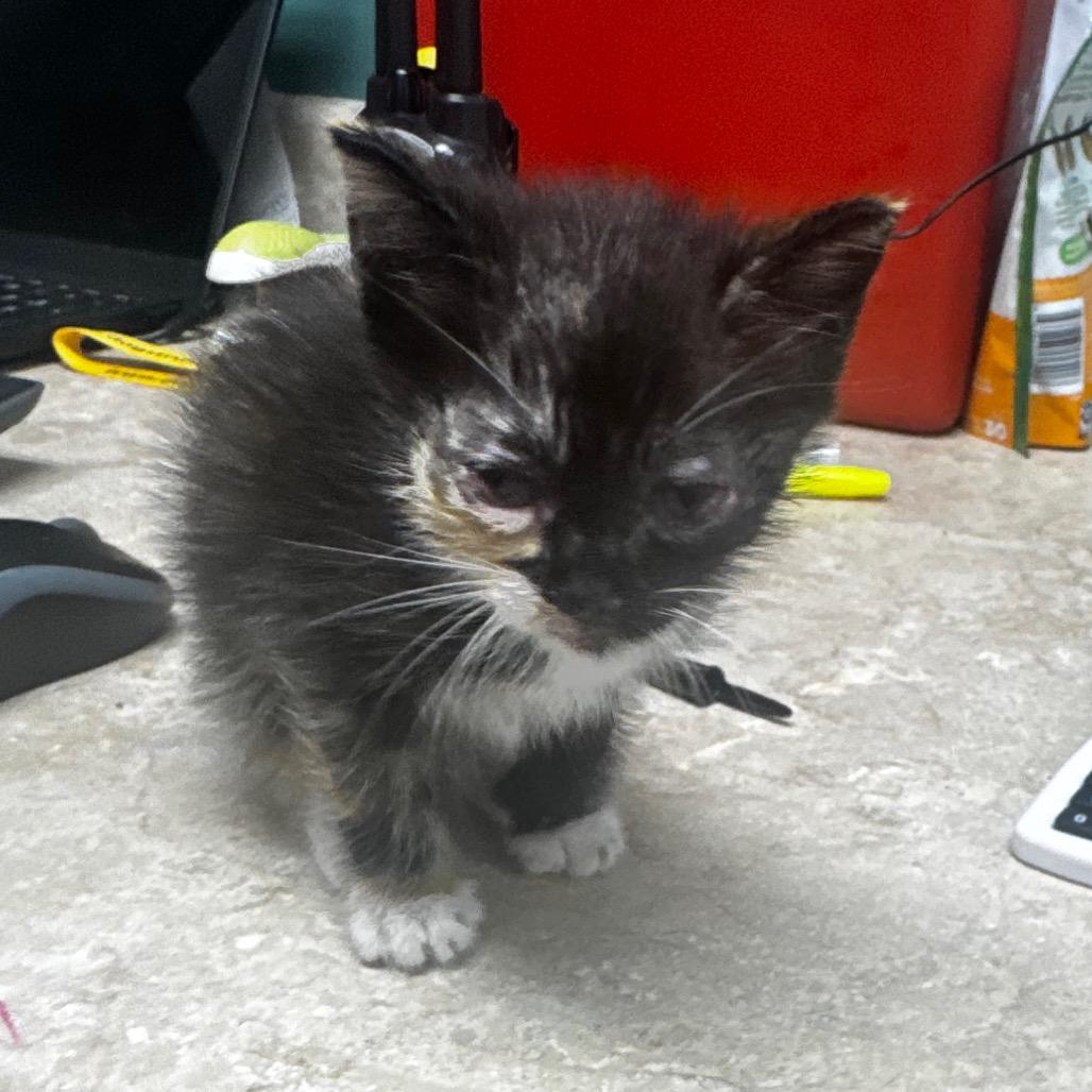 Cashew, a Adoptable Domestic Short Hair in Starkville, MS image 2/4