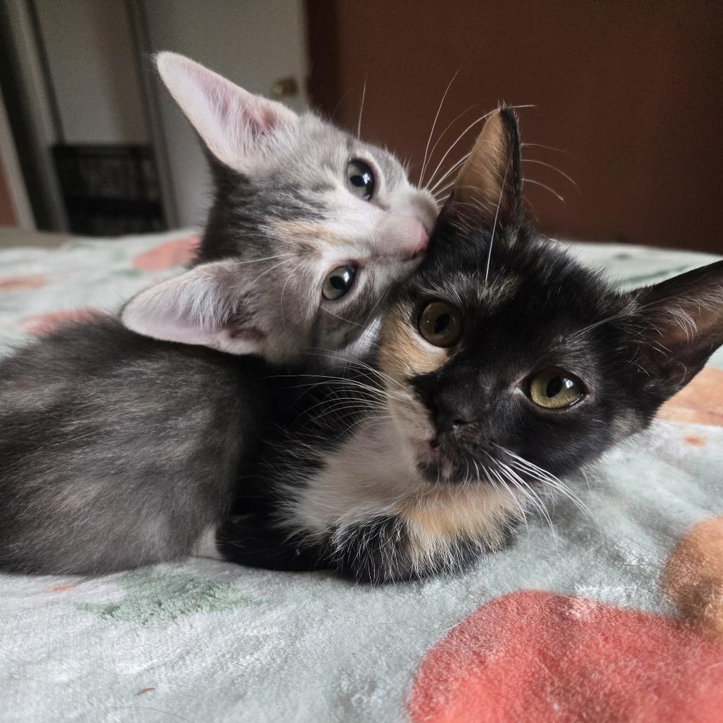 Cashew, a Adoptable Domestic Short Hair in Starkville, MS image 3/4