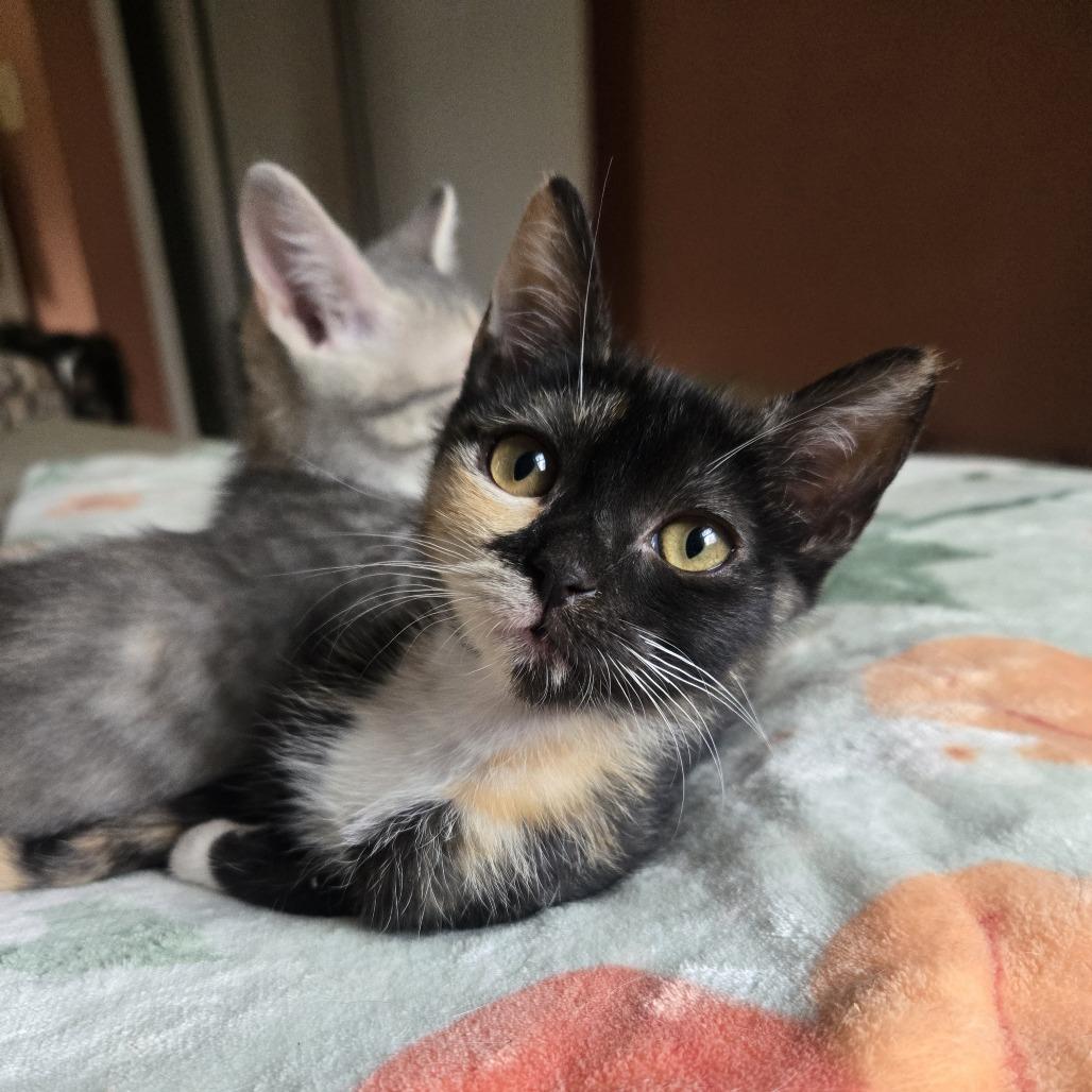 Cashew, a Adoptable Domestic Short Hair in Starkville, MS image 4/4