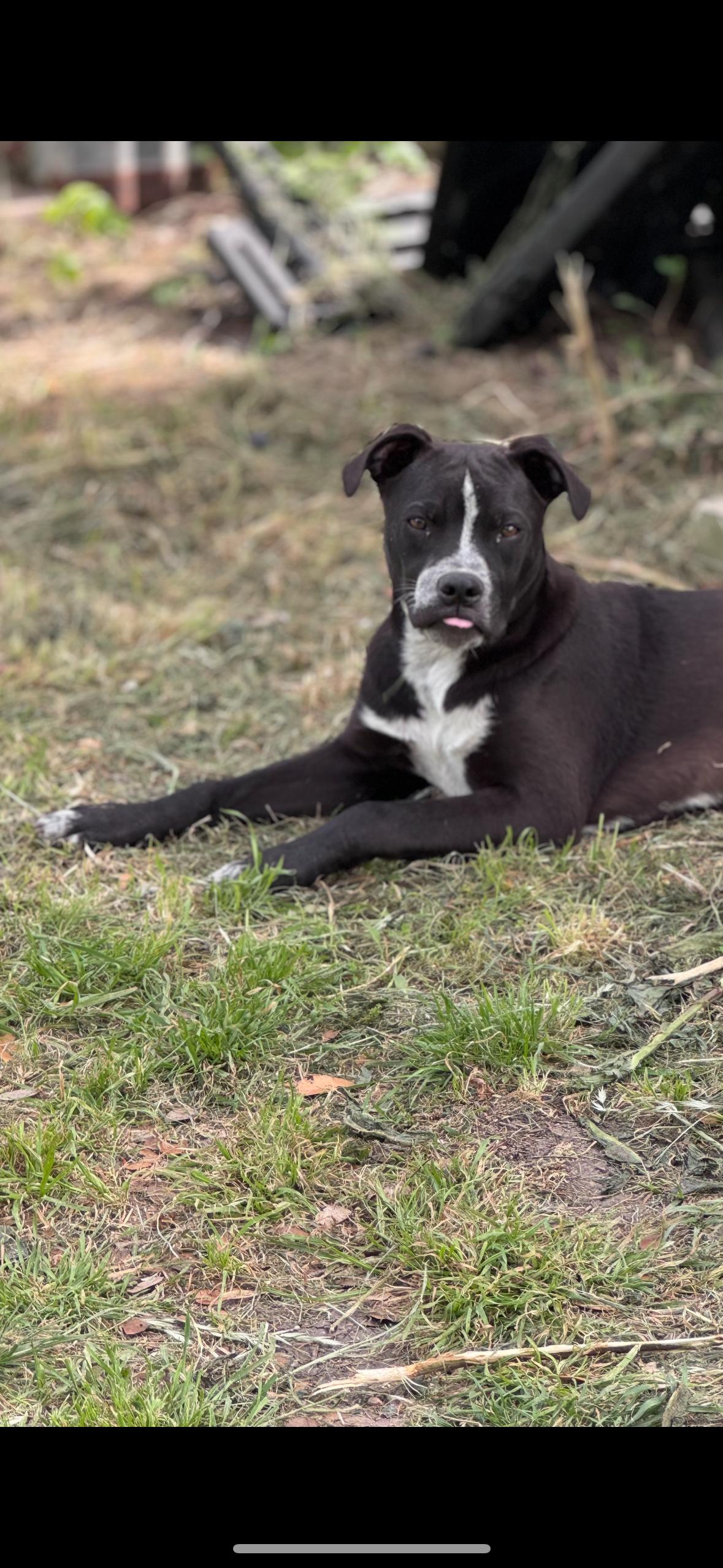 Enlarge Costello, a Adoptable mixed breed in Magnolia, TX image 1/3
