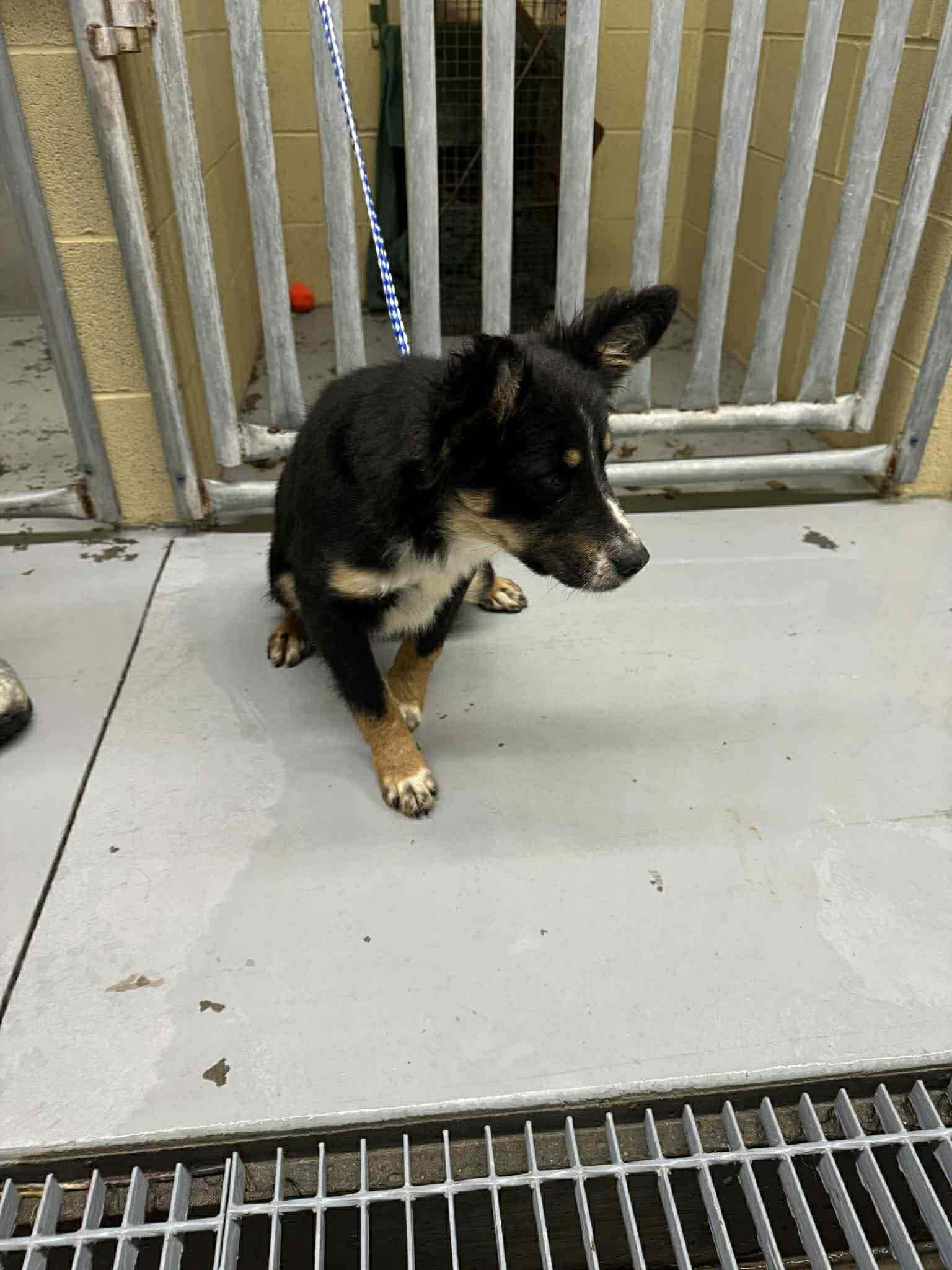 Enlarge Jed, a hold mixed breed in Westwood, NJ image 2/2