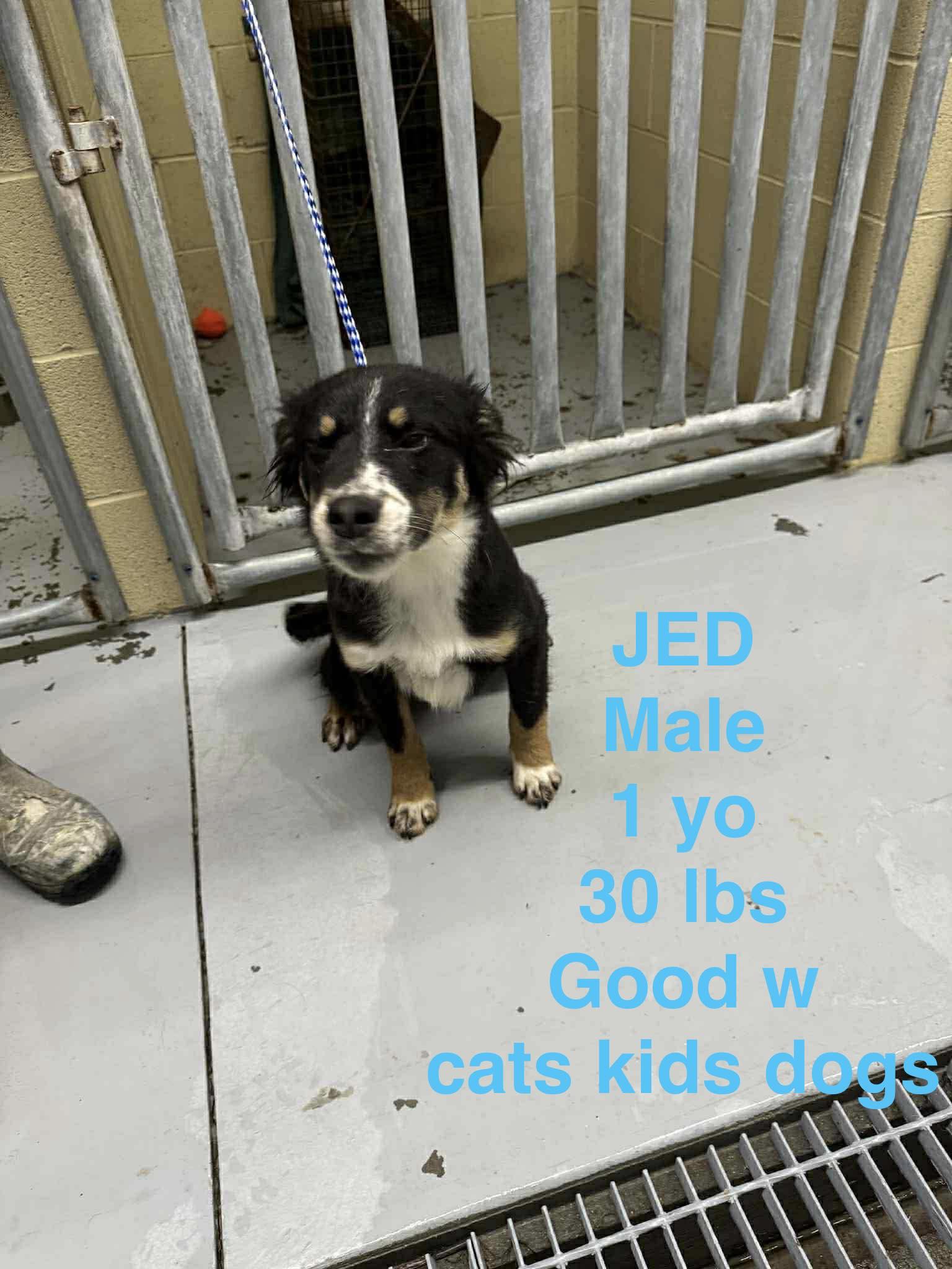 Enlarge Jed, a hold mixed breed in Westwood, NJ image 1/2