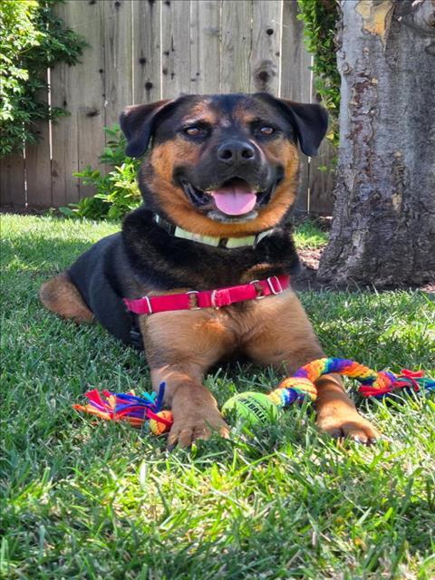 JACK, Adoptable, Adult Male Rottweiler & Mixed Breed.