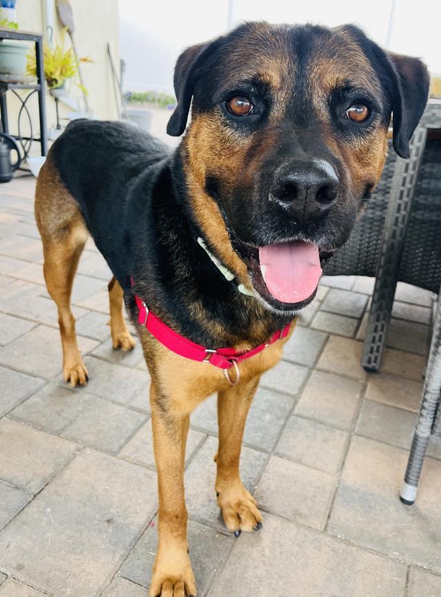 JACK, Adoptable, Adult Male Rottweiler & Mixed Breed.