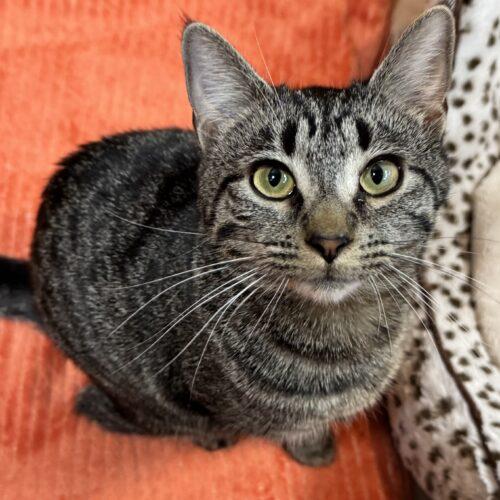 Enlarge Canyon, a Adoptable Domestic Short Hair in Seven Valleys, PA image 1/5