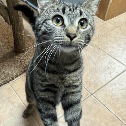 Enlarge Canyon, a Adoptable Domestic Short Hair in Seven Valleys, PA image 2/5