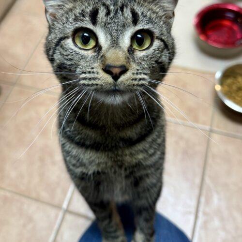 Enlarge Canyon, a Adoptable Domestic Short Hair in Seven Valleys, PA image 3/5