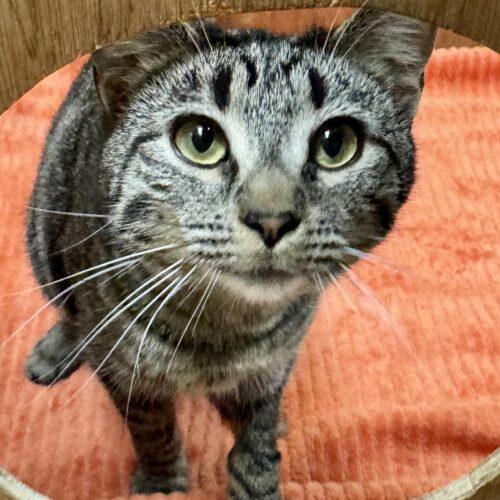 Enlarge Canyon, a Adoptable Domestic Short Hair in Seven Valleys, PA image 4/5