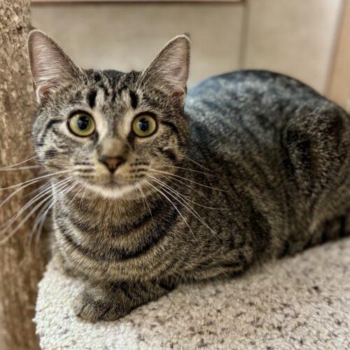 Enlarge Canyon, a Adoptable Domestic Short Hair in Seven Valleys, PA image 5/5