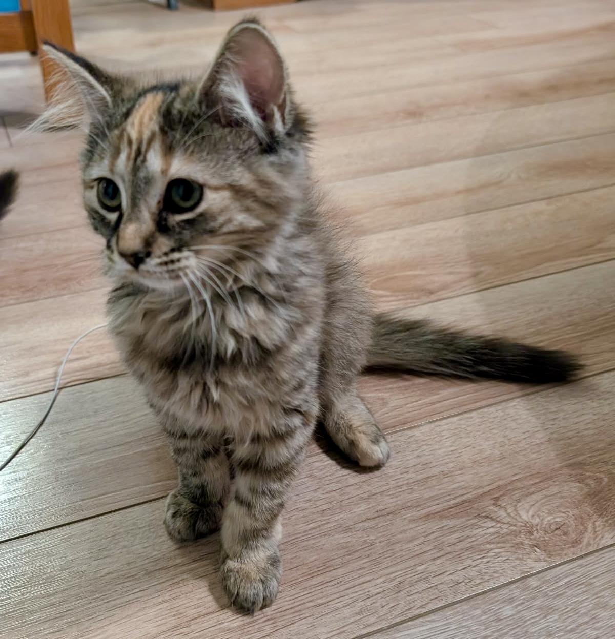 Enlarge Dahlia, a ADOPTABLE Domestic Medium Hair in Pointe-Claire, QC image 1/3