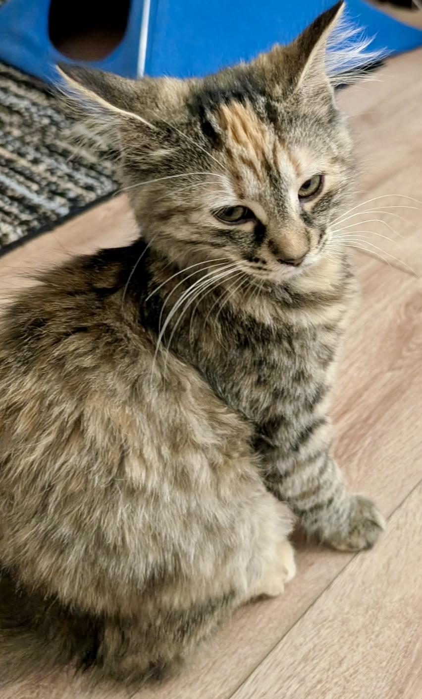 Enlarge Dahlia, a ADOPTABLE Domestic Medium Hair in Pointe-Claire, QC image 2/3