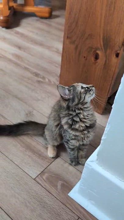 Enlarge Dahlia, a ADOPTABLE Domestic Medium Hair in Pointe-Claire, QC video 3/3