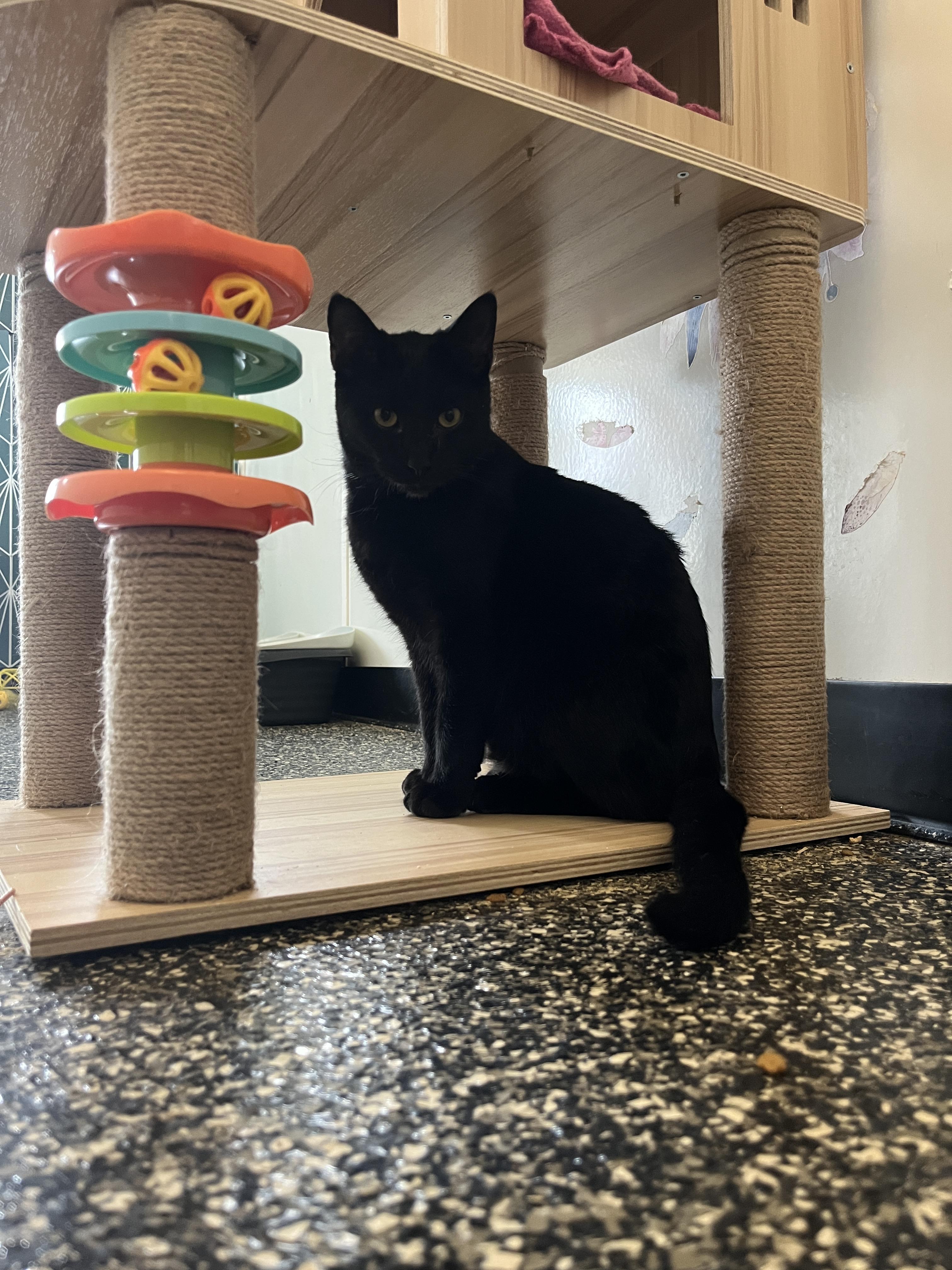 Enlarge Vaughn, a ADOPTABLE Domestic Short Hair in McKenzie, TN image 2/2