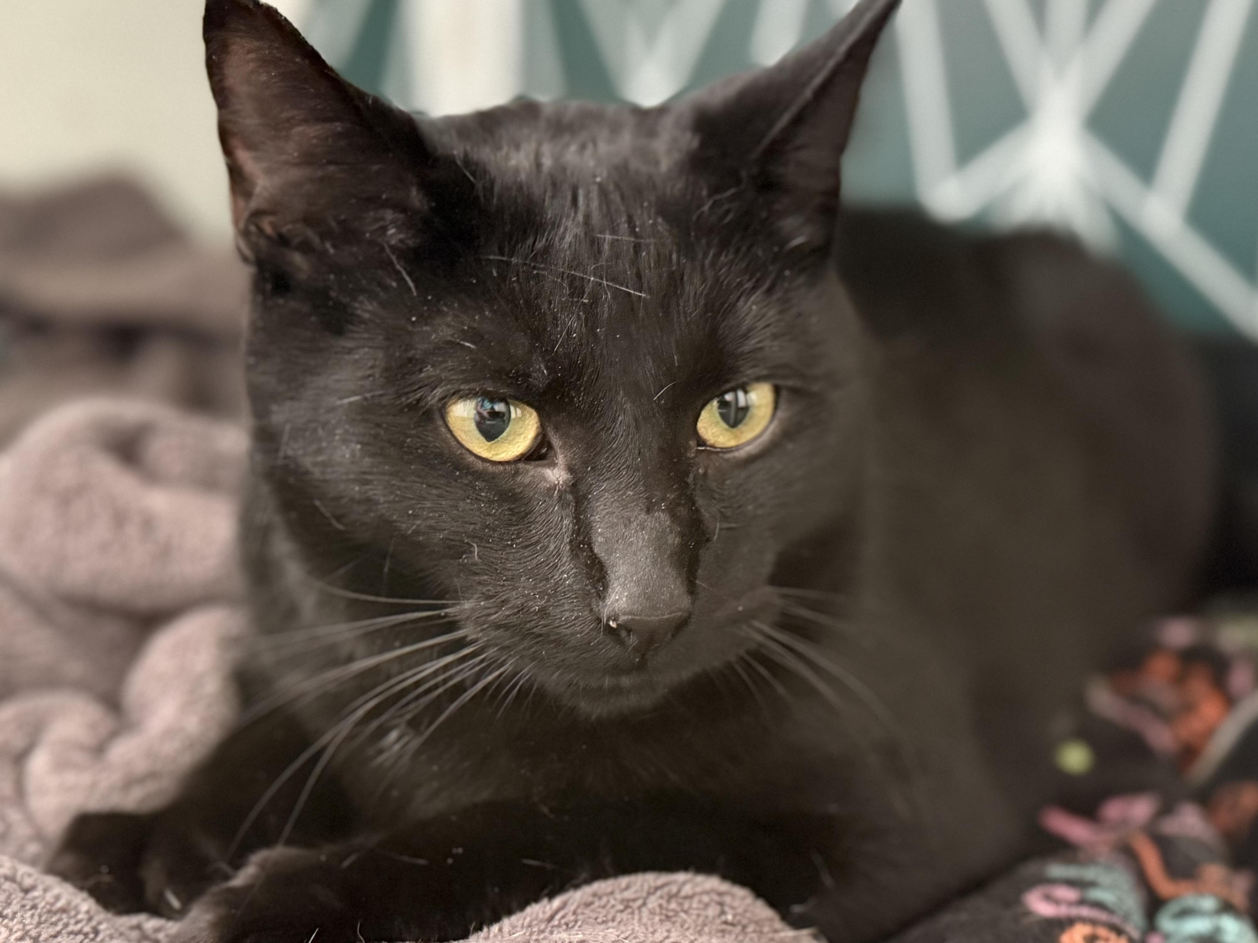 Vaughn, ADOPTABLE, Young Male Domestic Short Hair.