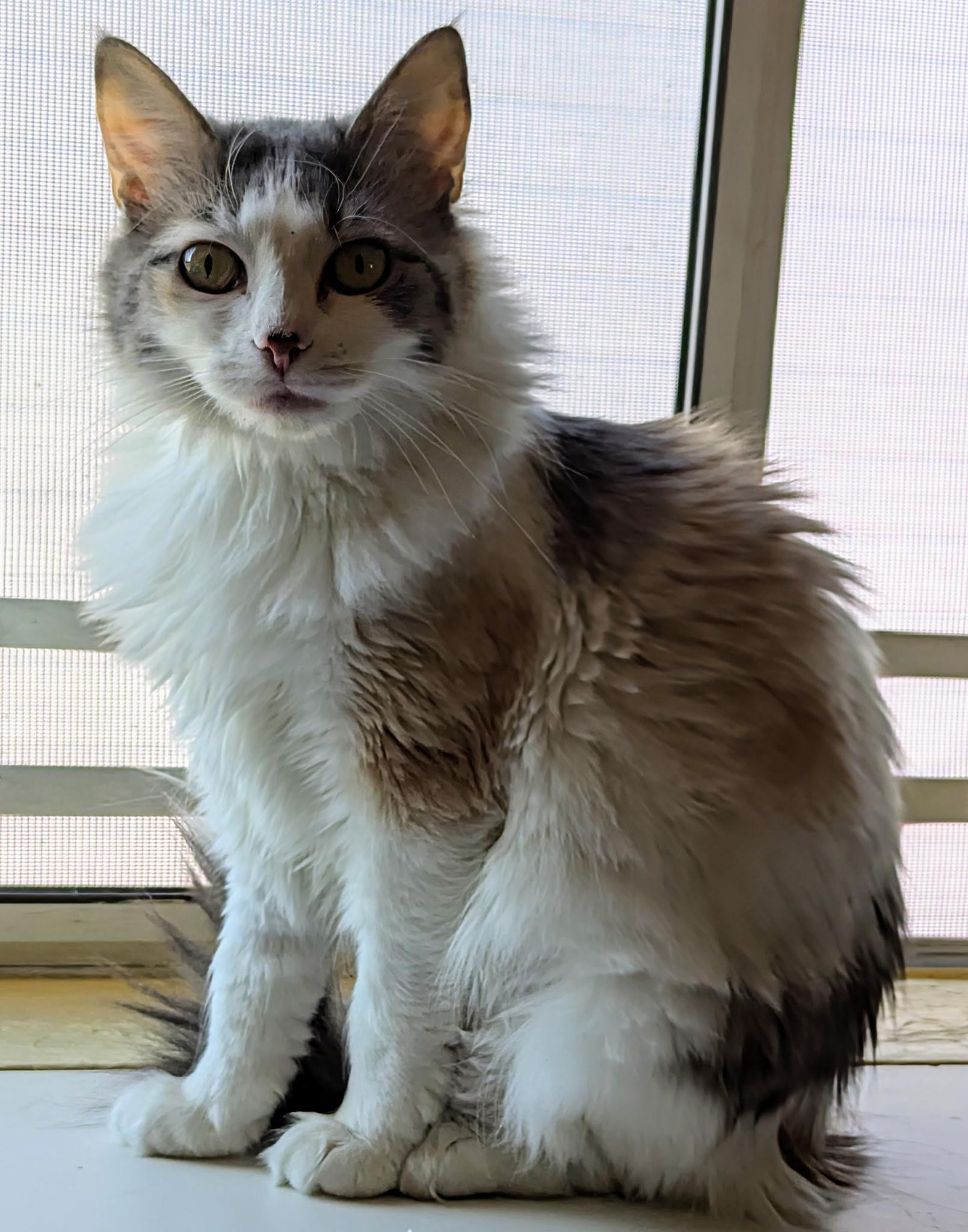MARGO
