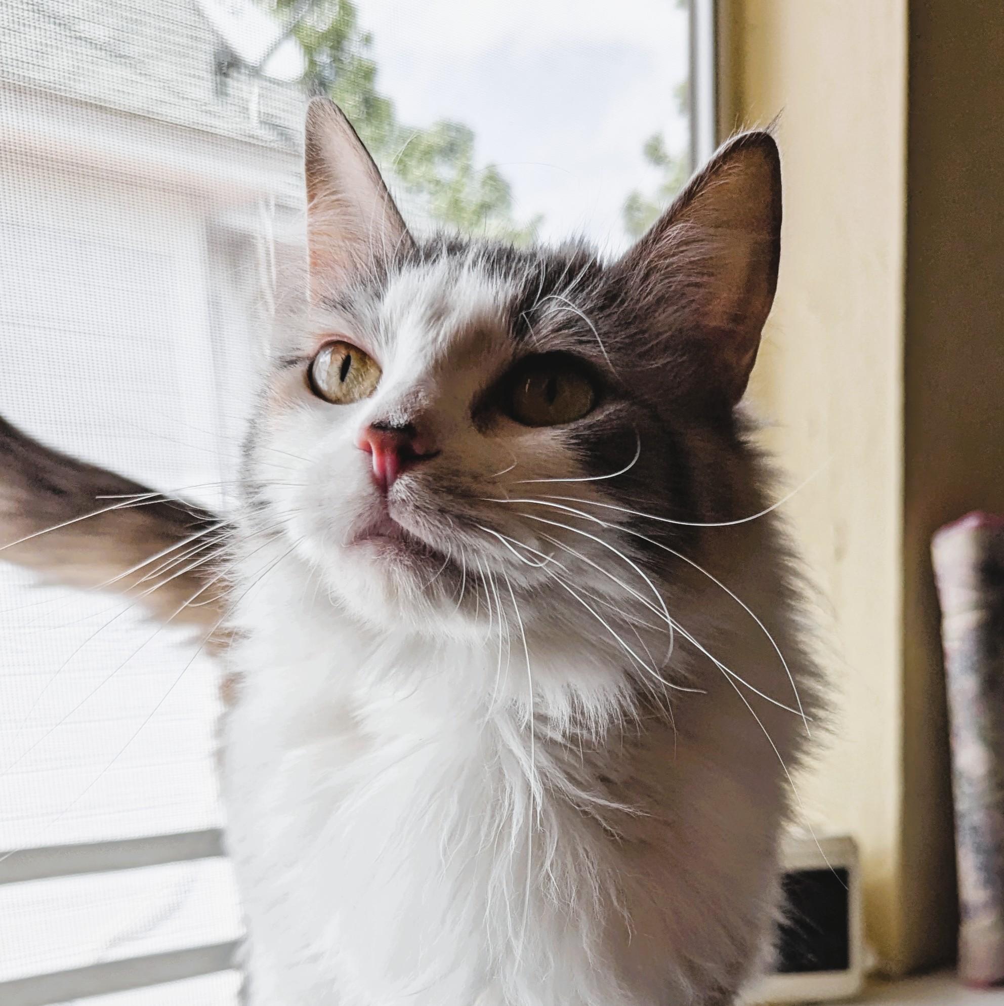 MARGO