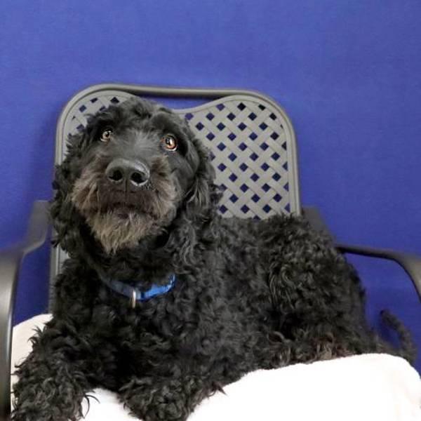 Oreo, Adoptable, Adult Male Labradoodle.