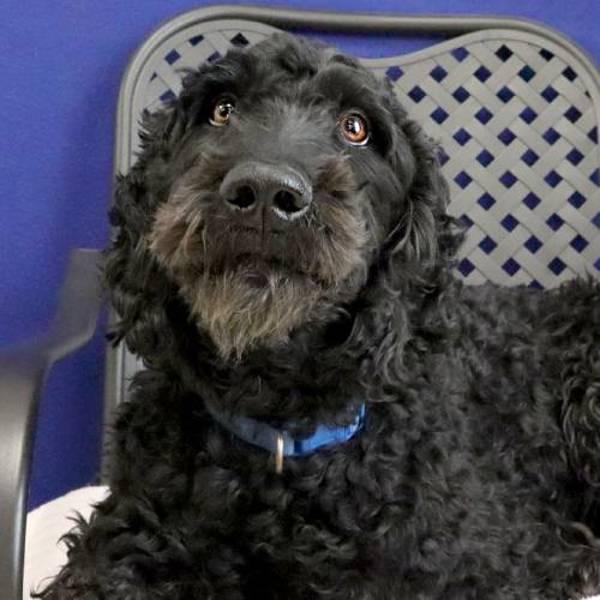 Oreo, a Adoptable mixed breed in Fort Davis, TX image 2/2