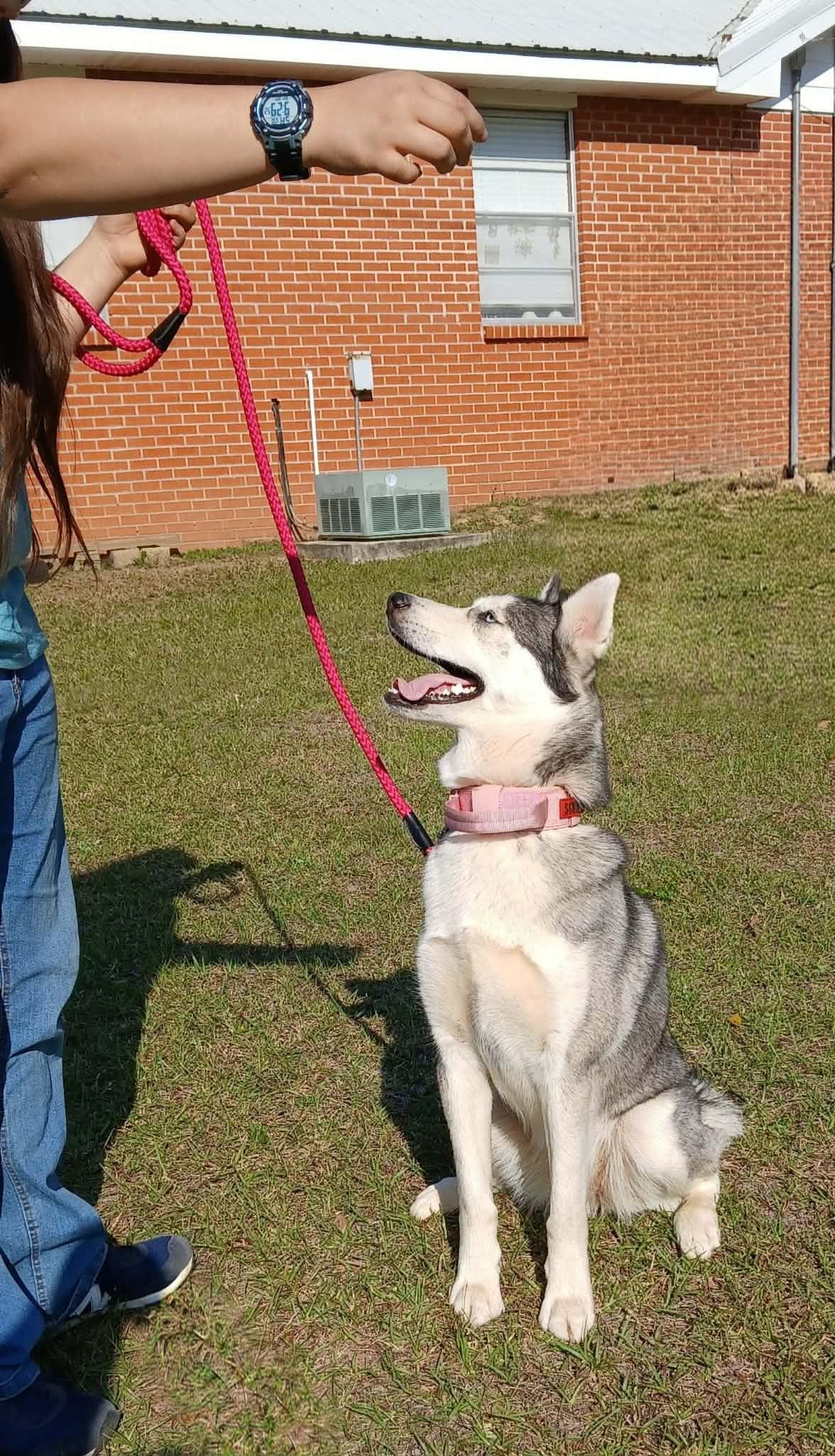 Echo, an adopted Siberian Husky in Baton Rouge, LA image 3/6