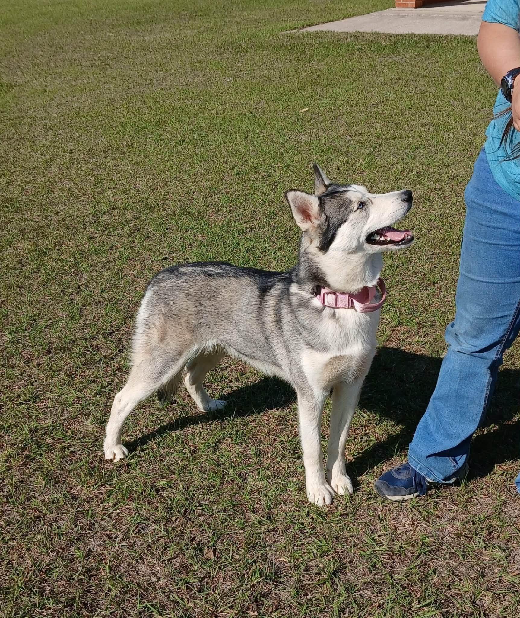 Echo, an adopted Siberian Husky in Baton Rouge, LA image 5/6