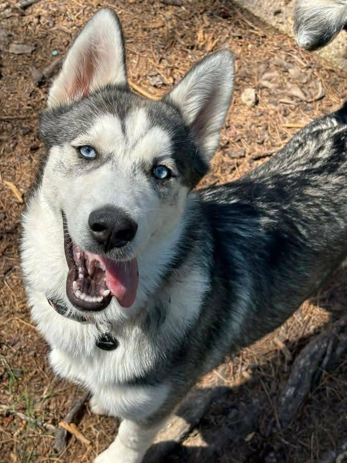 Echo, an adopted Siberian Husky in Baton Rouge, LA image 4/6