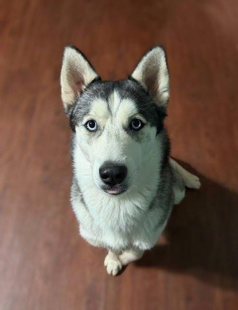 Echo, an adopted Siberian Husky in Baton Rouge, LA image 2/6