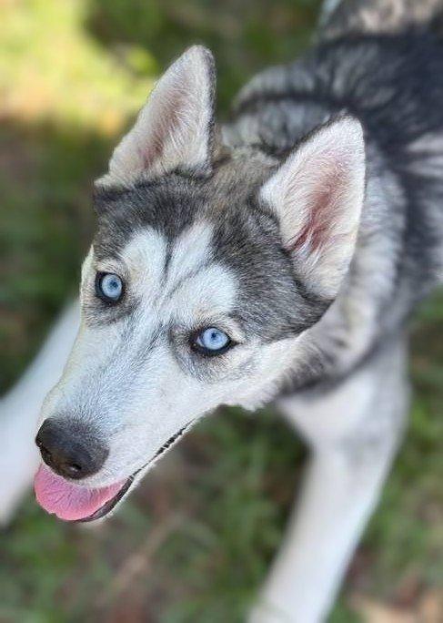 Echo, an adopted Siberian Husky in Baton Rouge, LA image 1/6