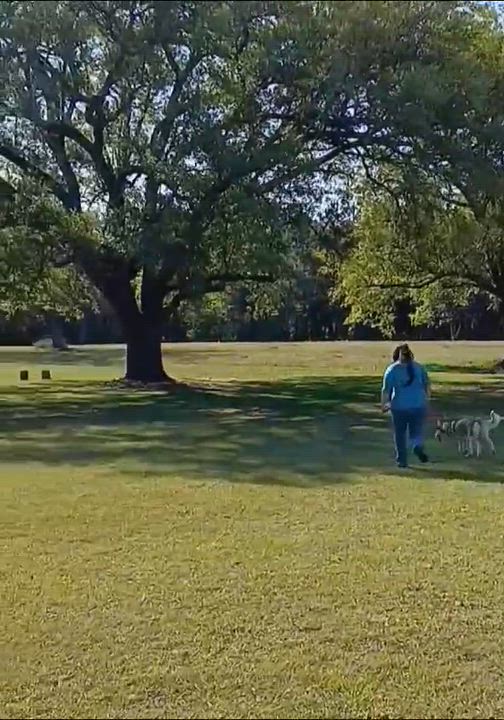 Enlarge Echo, an adopted Siberian Husky in Baton Rouge, LA video 6/6