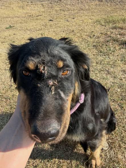Feather, a ADOPTABLE Mixed Breed in Wilsall, MT image 3/3