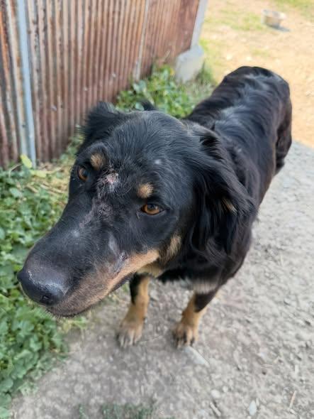 Feather, a ADOPTABLE Mixed Breed in Wilsall, MT image 2/3