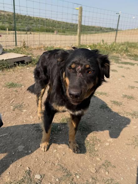 Feather, a ADOPTABLE Mixed Breed in Wilsall, MT image 1/3