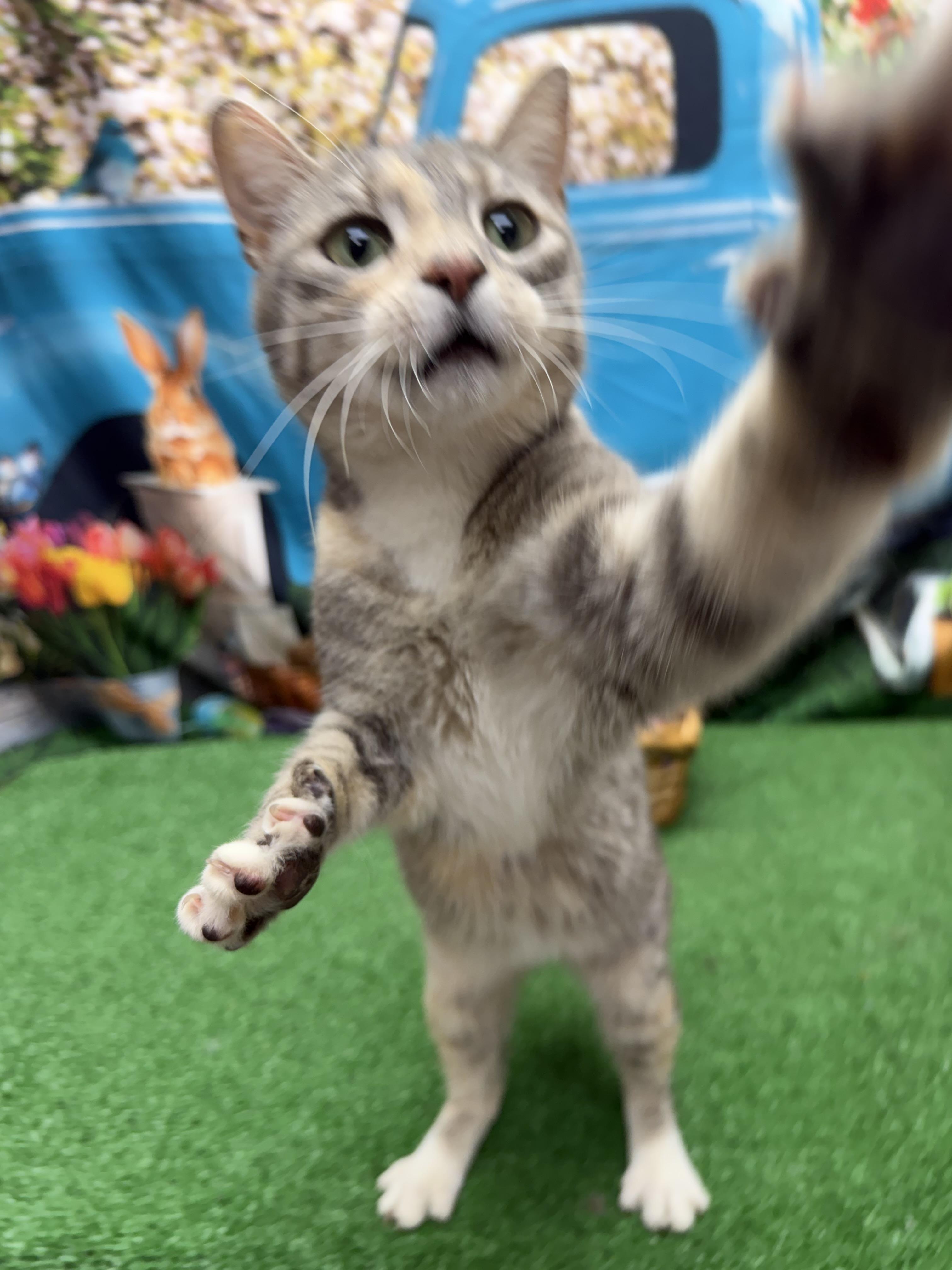 Enlarge Lyric, a ADOPTABLE mixed breed in Statesboro, GA image 4/5