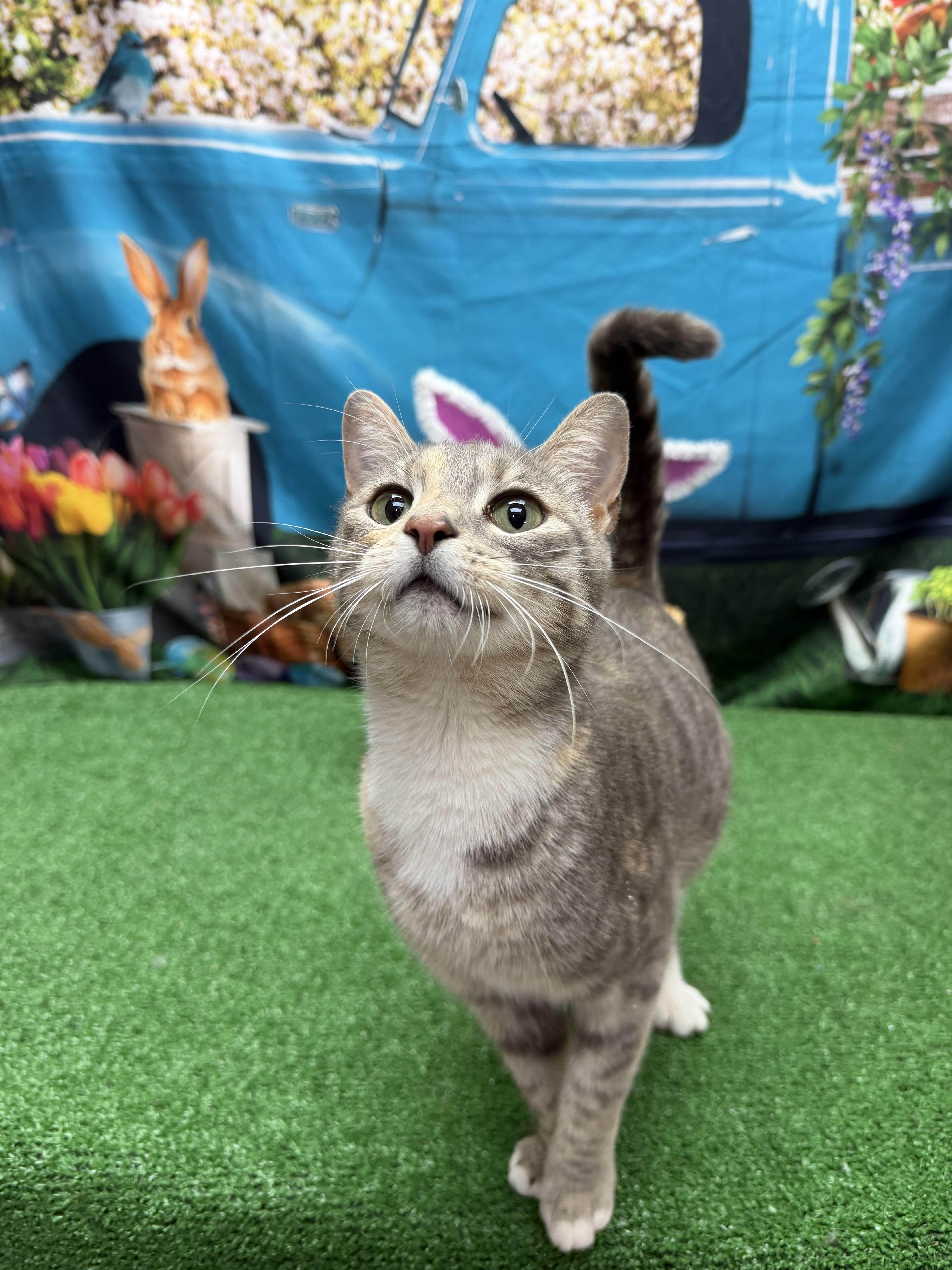 Enlarge Lyric, a ADOPTABLE mixed breed in Statesboro, GA image 2/5