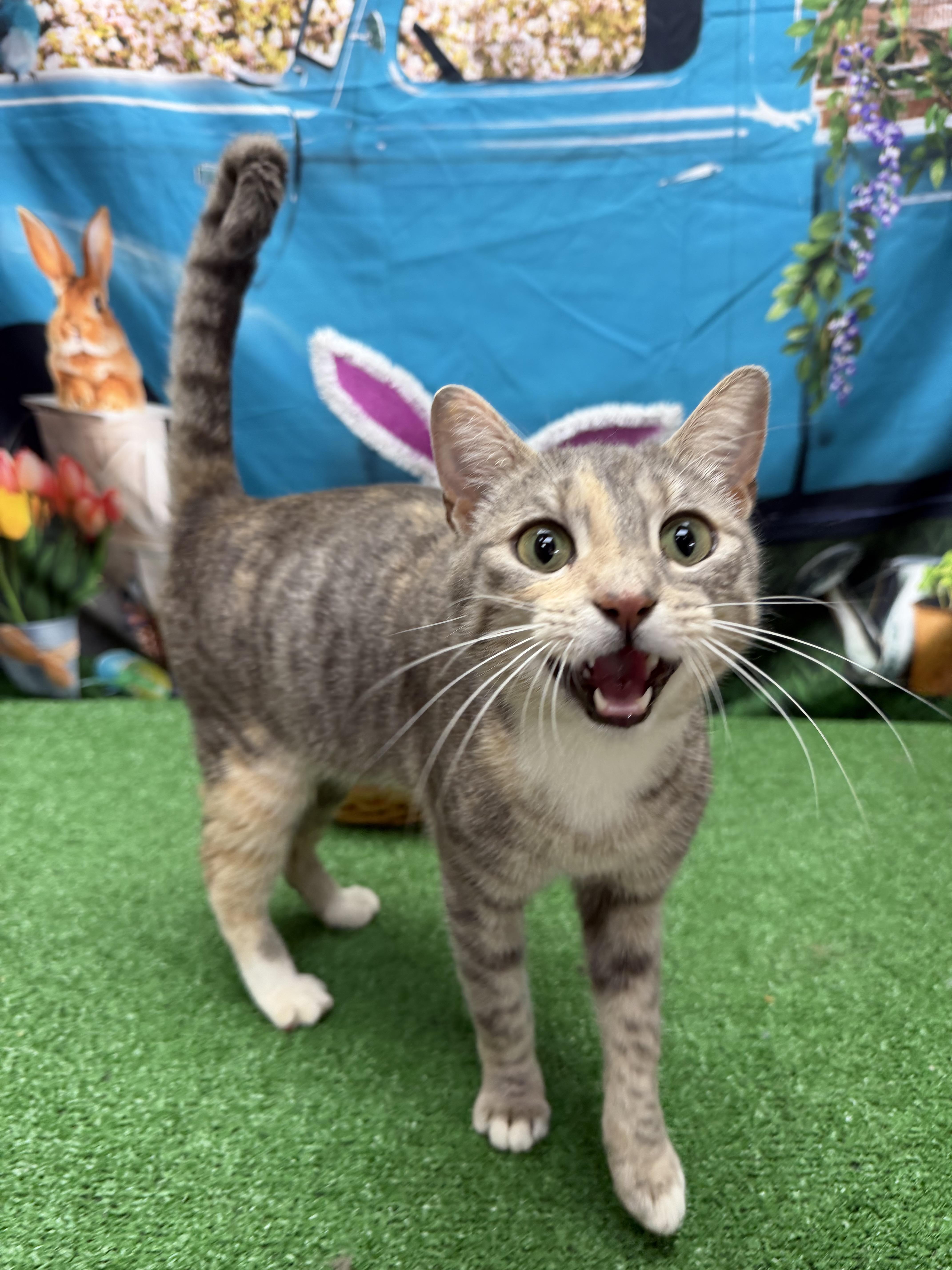 Enlarge Lyric, a ADOPTABLE mixed breed in Statesboro, GA image 5/5