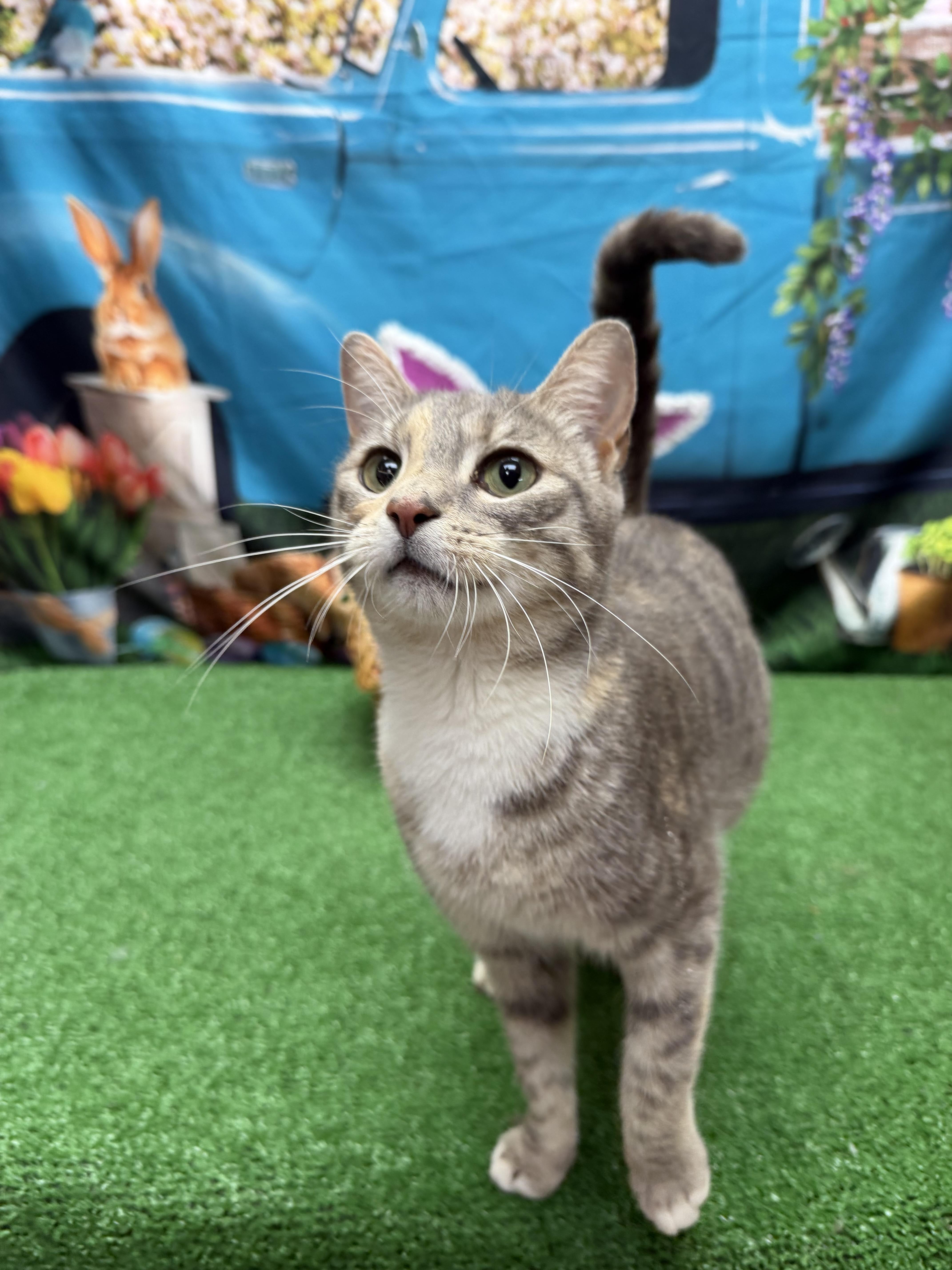 Enlarge Lyric, a ADOPTABLE mixed breed in Statesboro, GA image 3/5