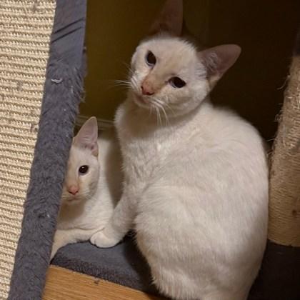 Steve (Bashful Buddy), Adoptable, Young Male Domestic Short Hair & Domestic Short Hair.