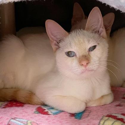 Steve (Bashful Buddy), a Adoptable mixed breed in Wheaton, IL image 2/3