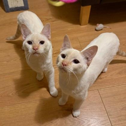 Steve (Bashful Buddy), a Adoptable mixed breed in Wheaton, IL image 3/3