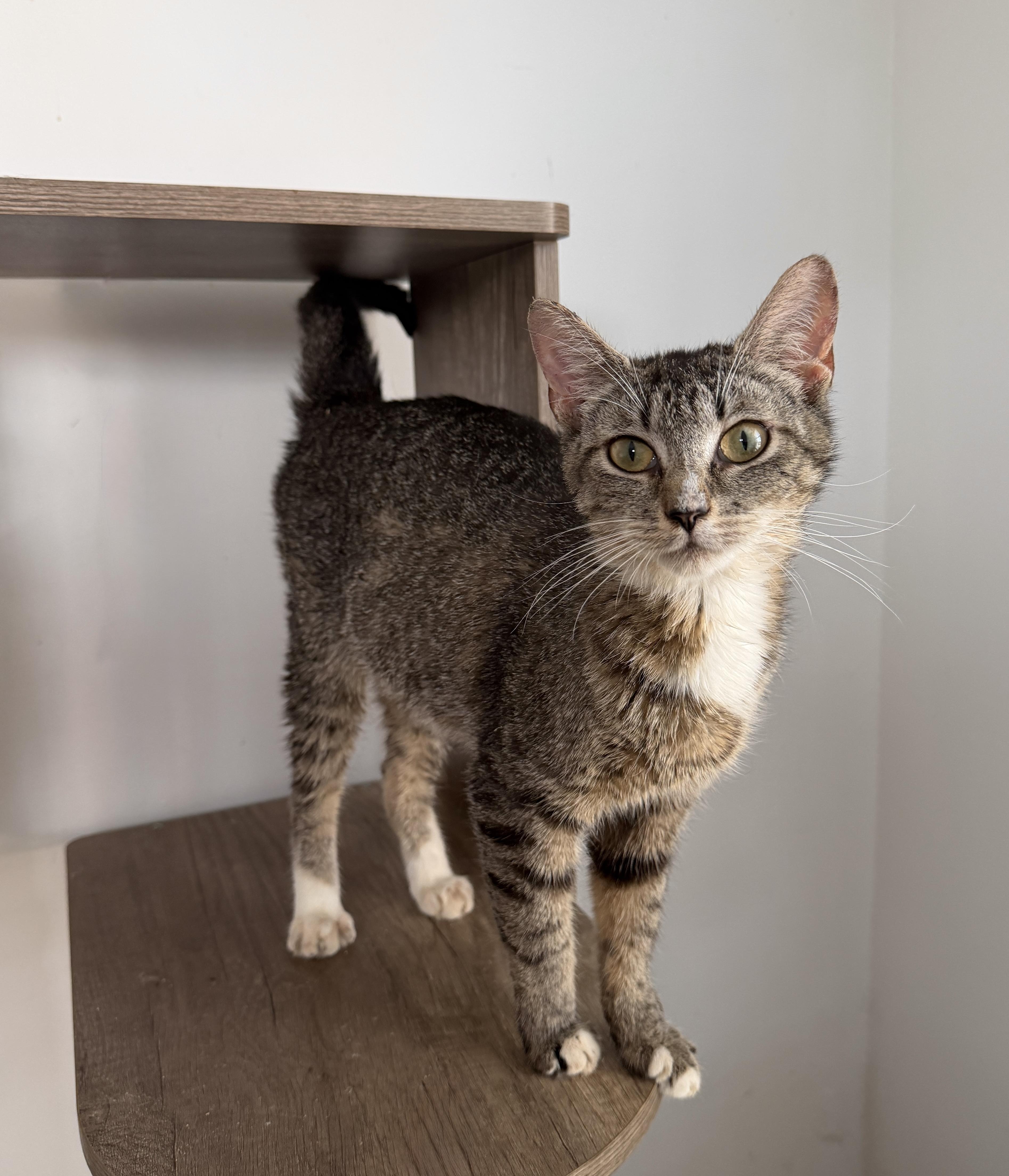 WINNIE, a ADOPTABLE Tabby in New York, NY image 2/3