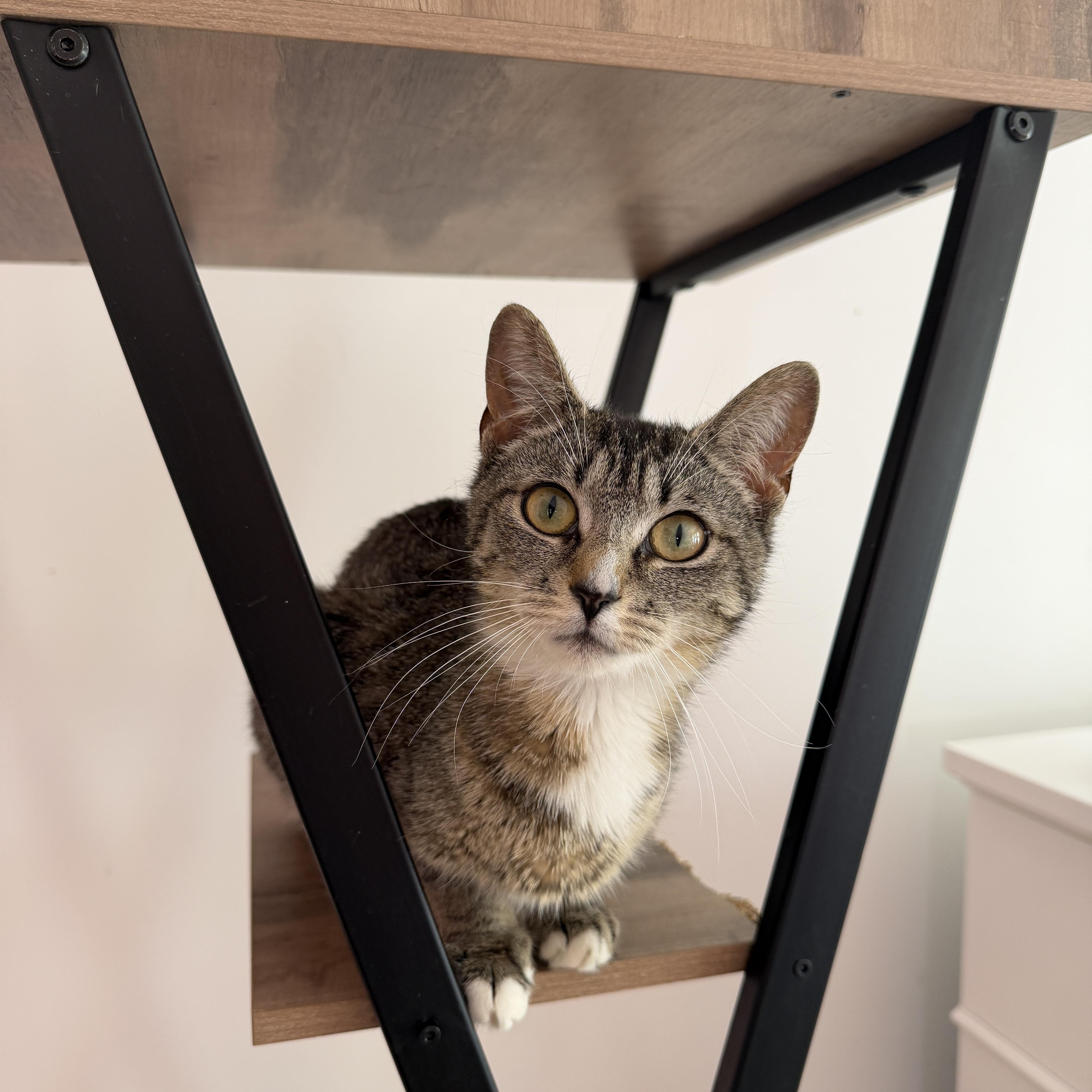 WINNIE, a ADOPTABLE Tabby in New York, NY image 3/3